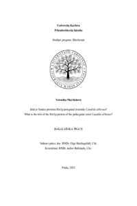 Document thumbnail